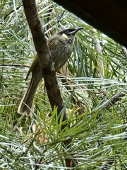 Meliphaga lewinii
