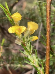 Dillwynia floribunda