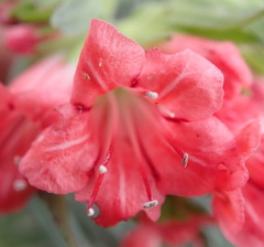 Lobostemon belliformis