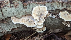 Stereum subtomentosum