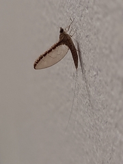 Callibaetis
