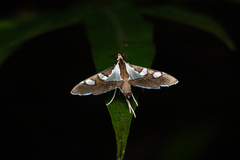 Glyphodes bicolor