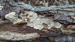 Stereum subtomentosum