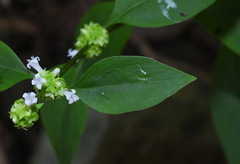 Hedyotis