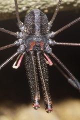 Forsteropsalis inconstans