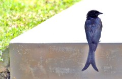 Dicrurus caerulescens