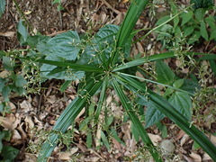 Cyperus diffusus