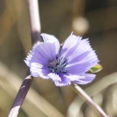 Cichorium