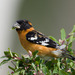 Black-headed Grosbeak - Photo (c) greglasley, some rights reserved (CC BY-NC), uploaded by Greg Lasley