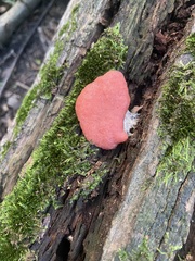 Tubifera ferruginosa