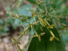 Cyperus diffusus