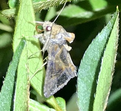 Chrysodeixis includens