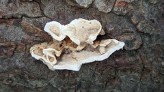 Stereum subtomentosum