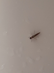 Callibaetis