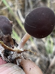 Agaricales