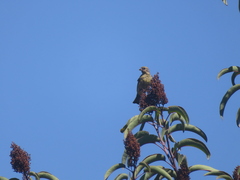 Spinus psaltria