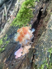 Tubifera ferruginosa