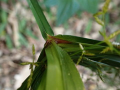 Cyperus diffusus