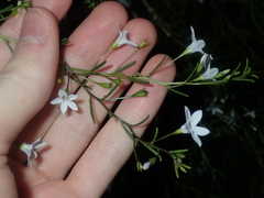 Cyphanthera racemosa