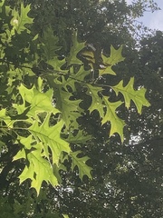 Quercus palustris