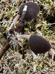 Agaricales
