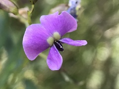 Glycine clandestina