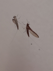 Callibaetis