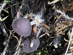 Agaricales