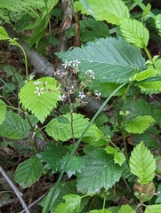 Boykinia occidentalis