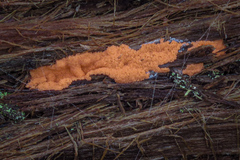 Dictydiaethalium plumbeum