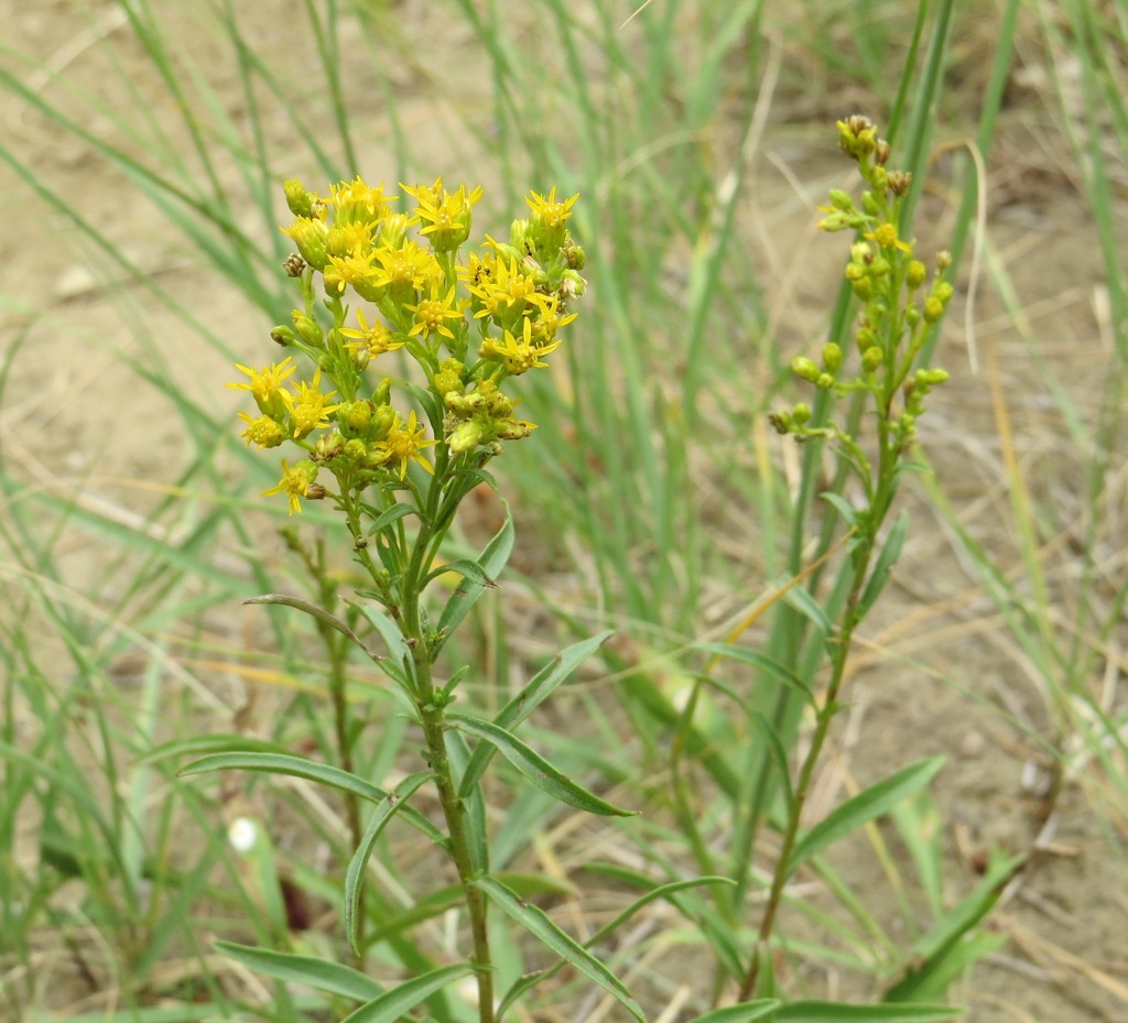 Missouri goldenrod (Plants of Staunton State Park) · iNaturalist