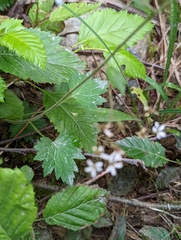 Boykinia occidentalis