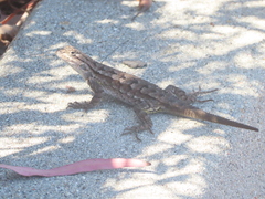 Sceloporus occidentalis