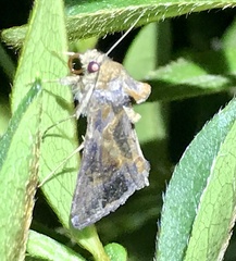 Chrysodeixis includens