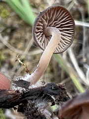 Agaricales