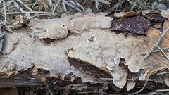 Stereum subtomentosum