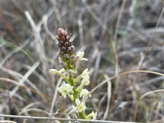 Stackhousia subterranea