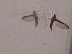 Callibaetis