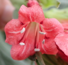 Lobostemon belliformis