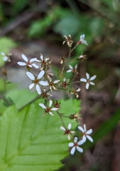 Boykinia occidentalis