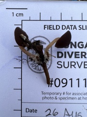 Agaricales