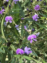 Glycine clandestina