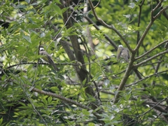 Pycnonotus sinensis formosae