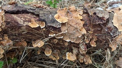 Stereum subtomentosum