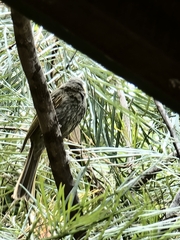 Meliphaga lewinii