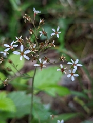 Boykinia occidentalis