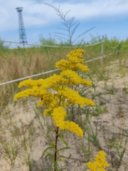 Solidago juncea