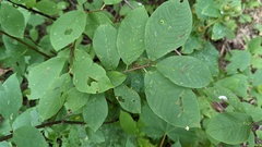 Prunus padus