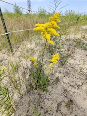 Solidago juncea