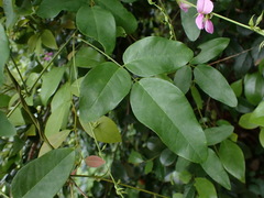 Galactia tenuiflora